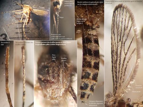 Réf. 236 792 : Ochlerotatus caspius